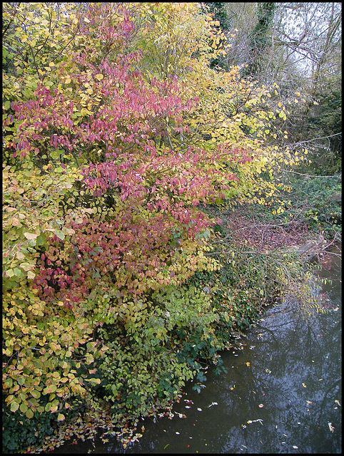 shades of autumn by the stream