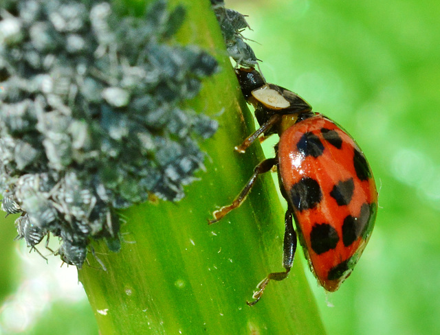Ladybird. Adalia Punctata Variant
