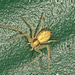 Crab spider EF7A4748
