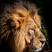 Iblis the Chester Zoo lion