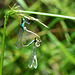 Common Bluetail in cop (Ischnura elegans) DSC 5479
