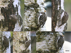 Treecreeper searching for breakfast on a silver birch - almost perfectly camouflaged.