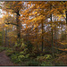 Autumn leaves - Ladybank wood - Eckington.
