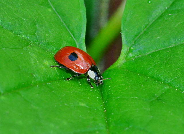 Adalia Bipunctata. Two-spot Ladybird