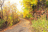 Autumnal trail