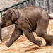 Baby elephant at full speed