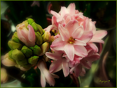La jacinthe, une odeur enivrante aux sept couleurs !