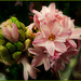 La jacinthe, une odeur enivrante aux sept couleurs !