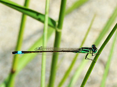 Common Bluetail imm m (Ischnura elegans) DSC 5366
