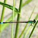 Common Bluetail imm m (Ischnura elegans) DSC 5366