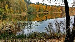 Herbst am Roten See