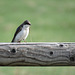 Nest building time - Tree Swallow female