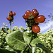 Sunlit Red Berries