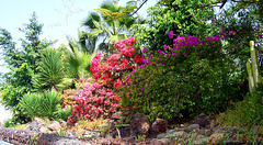 ES - Adeje - Garten in der Siedlung Miraverde