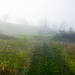 Ein Nebeltag im Naturschutzgebiet - A foggy day in a nature reserve
