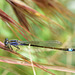 Common Bluetail imm f (Ischnura elegans f. violacea) DSC 5261