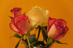 Rose 3/50 : Soft tone beauties