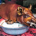 Bali cuisine Babi Guling