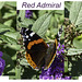 Red Admiral a Triptych