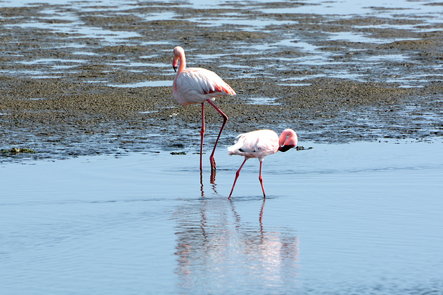 Namibia, Two Flamingos in the Shallow Waters of Walvis Bay