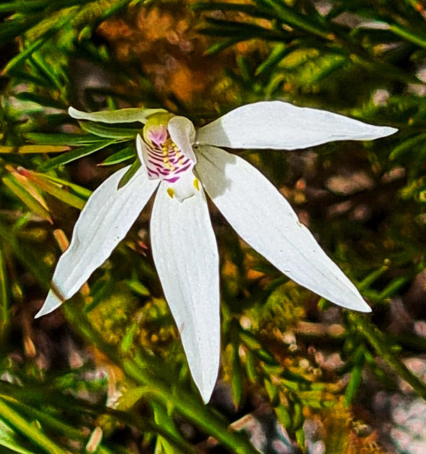 Wax lip orchid - caladenia major