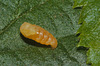 Ladybird Parasite EF7A4598