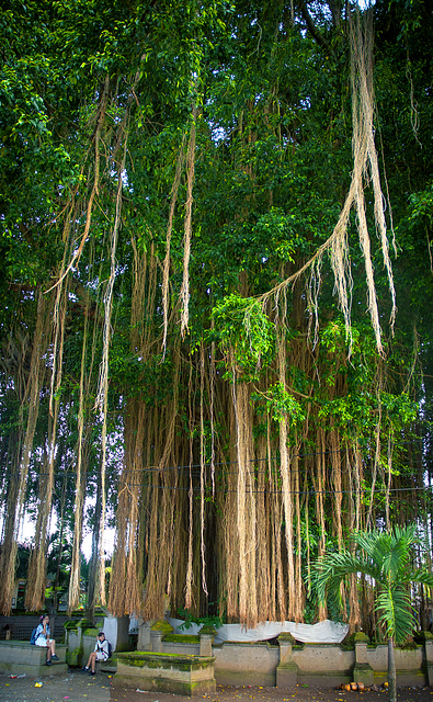 Gigantic Balinese banyan tree