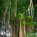 Gigantic Balinese banyan tree