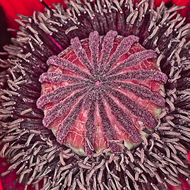 Inside a Giant Poppy