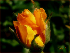 Bon Mercredi !une rose pour vous