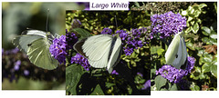 Large White Butterfly a Triptych