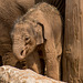 Baby elephant2
