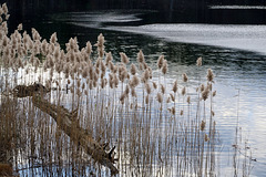 IMG 7705-001-Dry Reeds