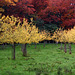 Multi-colored autumn