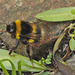 Bumblebee IMG_4858