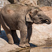 Baby elephant3