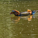 Mandarin duck, Royden Park