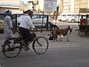 Goats loose on the street.