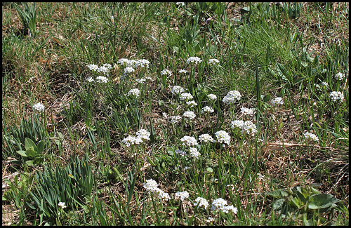 Noccaea caerulescens (1) Noccaea caerulescens (1)