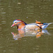Mandarin duck, Royden Park2