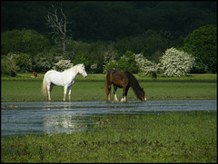ponies in the water meadow