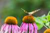 Distelfalter und Echinacea