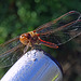 Moordragonfly