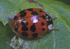 Paratised Ladybird EF7A4579