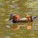 Mandarin duck, Royden Park4