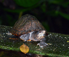 Karibische Schmuckschildkröte