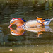Mandarin duck3, Royden Park