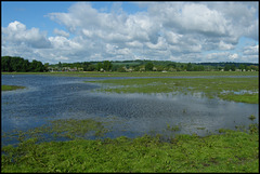 water meadow landscape