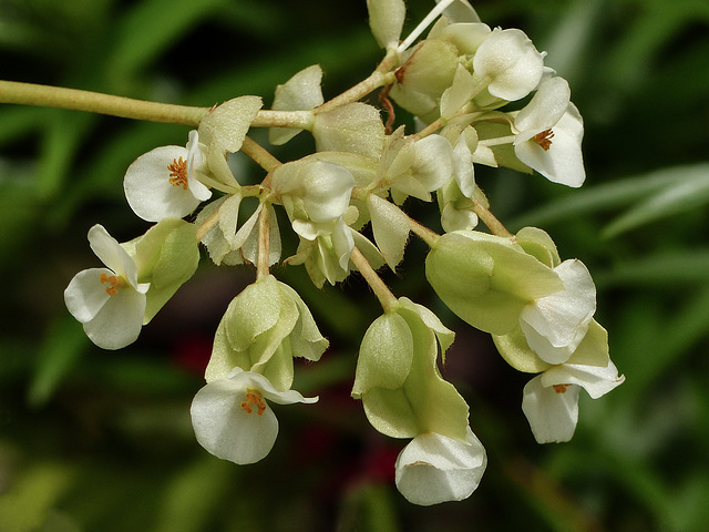 Tropical flower, Trinidad - Begonia