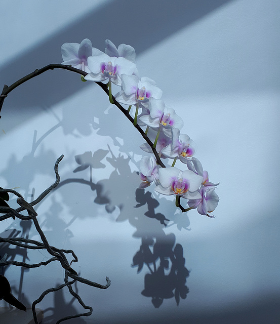 Orchid shadows